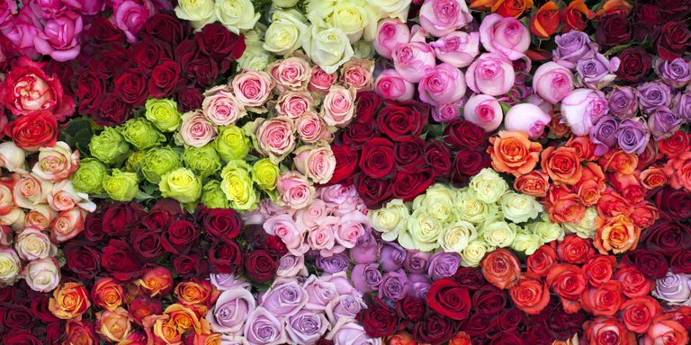Сорта и виды роз – их особенности