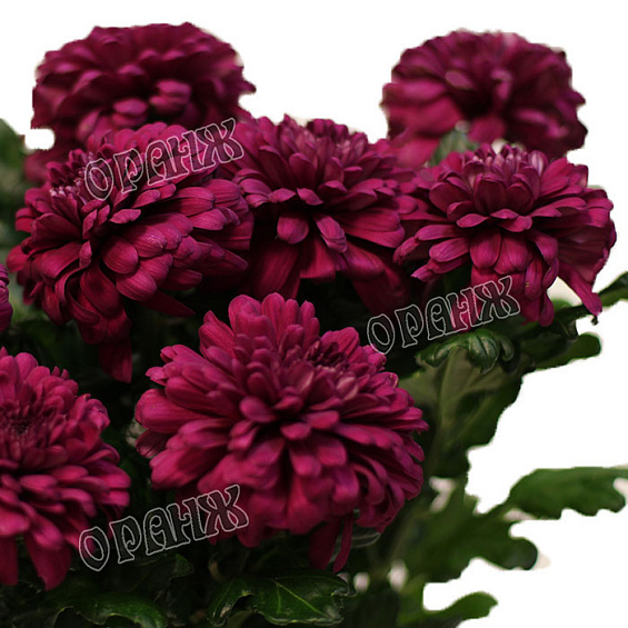 Хризантема Ламира лиловая — фото 2