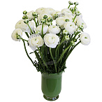 Ранункулус белый