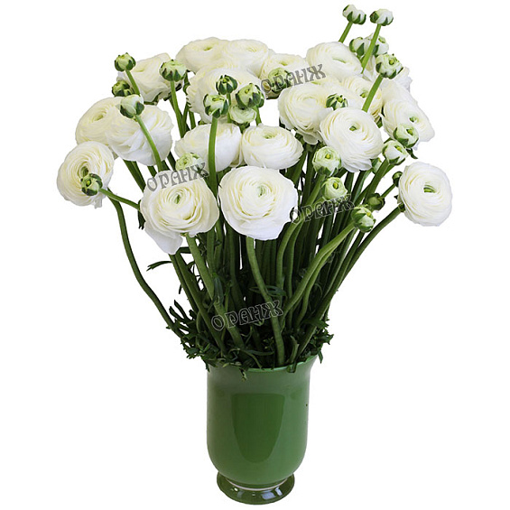 Ранункулус белый — фото 1