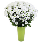 Хризантема кустовая Бакарди белая