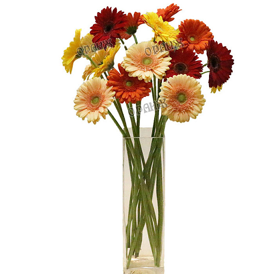 Гербера микс — фото 1