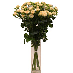 Роза кустовая Таня 70 см