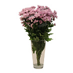 Хризантема кустовая розовая