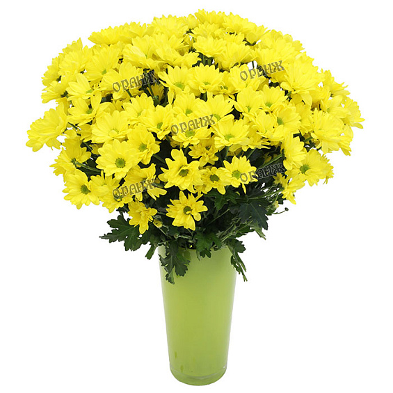 Хризантема кустовая Бакарди желтая — фото 1