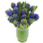 Гиацинт синий