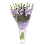 Букет из левкоя