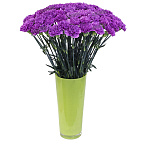 Гвоздика стандарт сиреневая