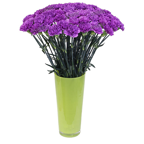 Гвоздика стандарт сиреневая — фото 1