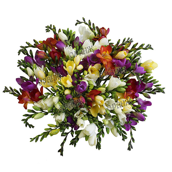 Фрезия микс — фото 2