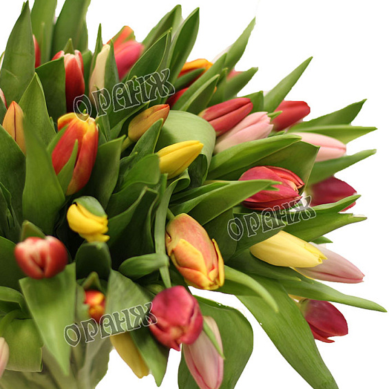 Тюльпан микс — фото 2