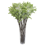 Сирень белая