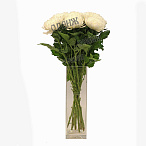 Хризантема Антонов белый