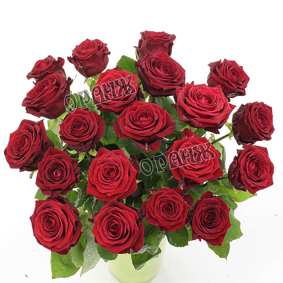 Роза микс красная 60 см — фото 2