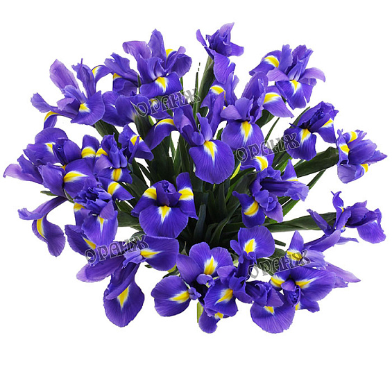 Ирис синий — фото 2