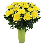 Хризантема Анастасия желтая