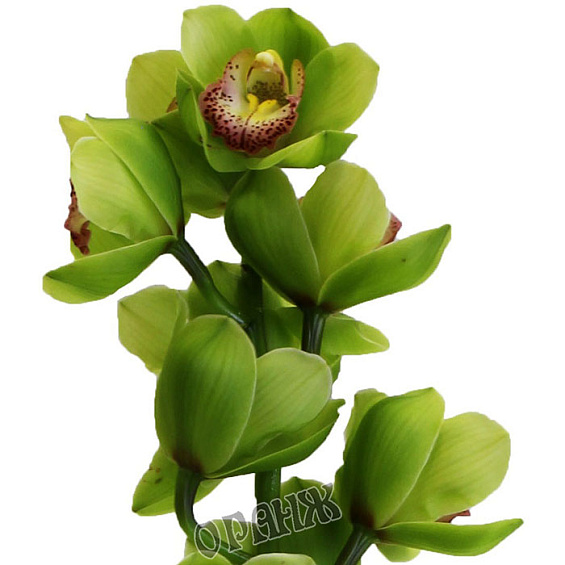 Орхидея зеленая ветка — фото 2