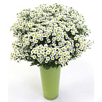 Хризантема кустовая Сантини Мадиба белая