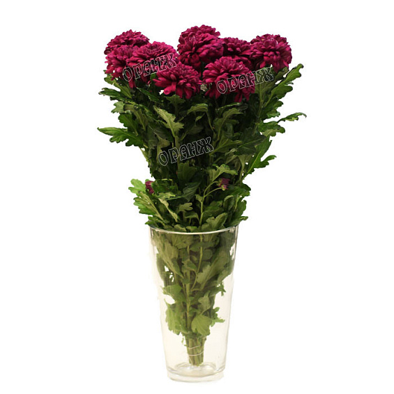 Хризантема Ламира лиловая — фото 1