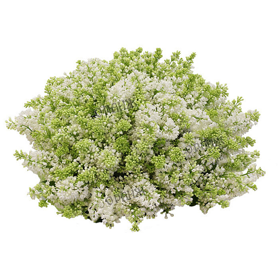 Букет из сирени — фото 2