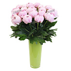 Пион розовый