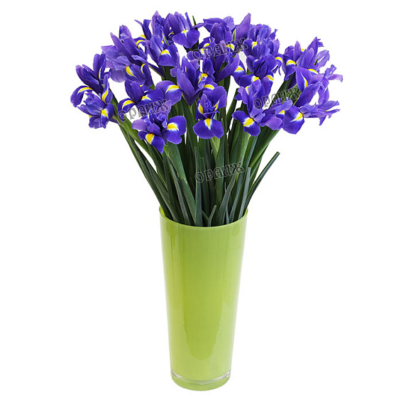 Ирис синий — фото 1