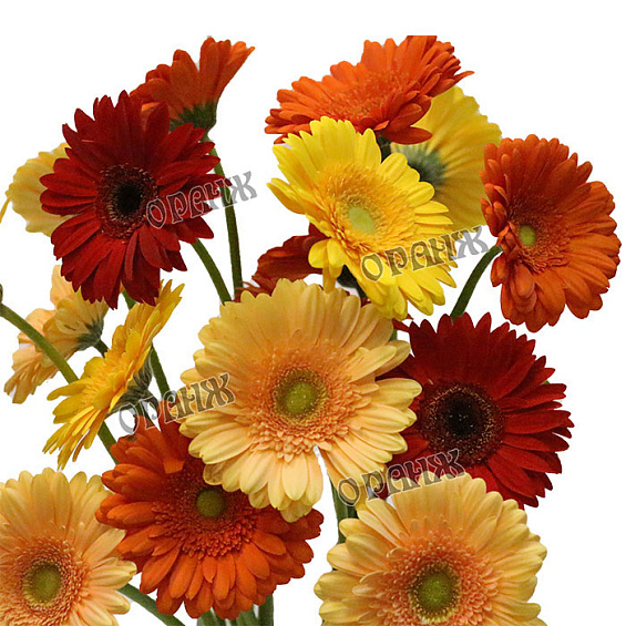 Гербера микс — фото 2