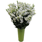 Лизиантус белый