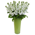 Левкой белый