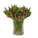 Тюльпан розово-белый