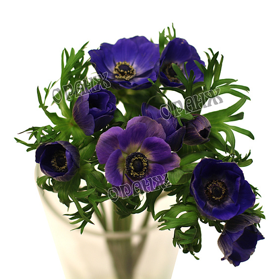 Анемон синий — фото 2