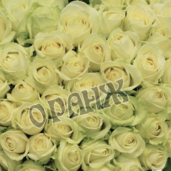 Корзина сердце из белых роз — фото 2