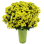 Хризантема кустовая Сантини Мадиба желтая