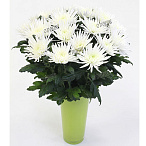 Хризантема Анастасия белая