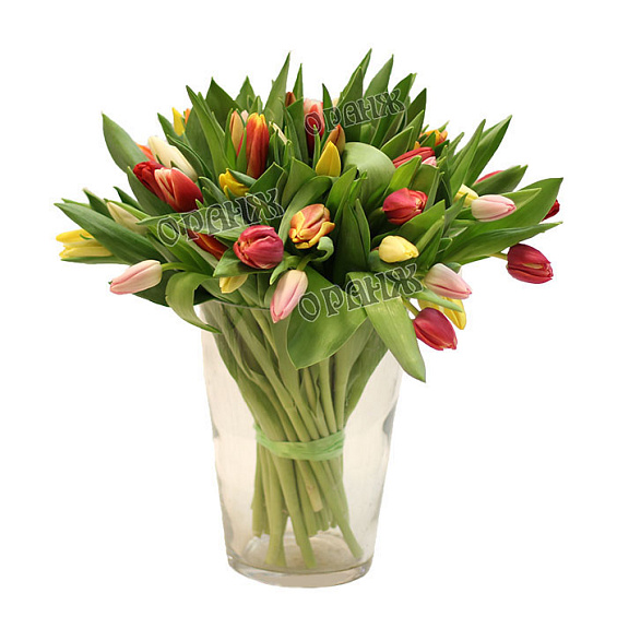 Тюльпан микс — фото 1