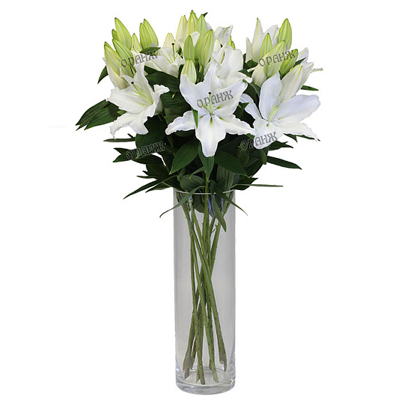 Лилия гибридная белая — фото 1