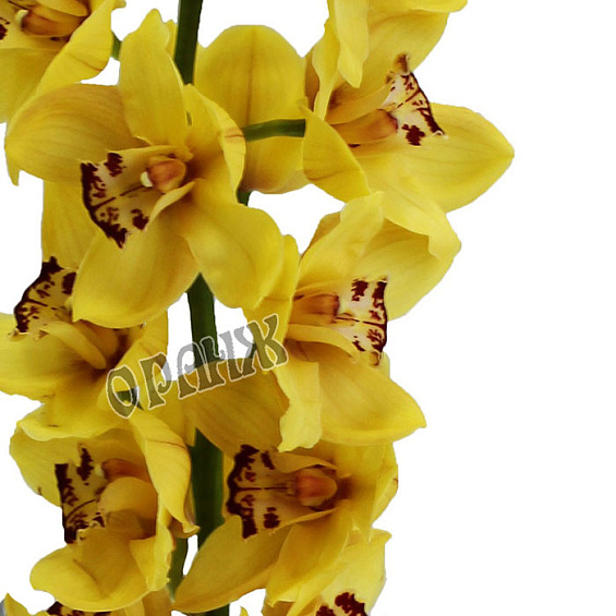 Орхидея желтая ветка — фото 2