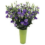 Лизиантус синий