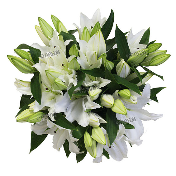 Лилия гибридная белая — фото 2