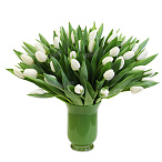 Тюльпан белый