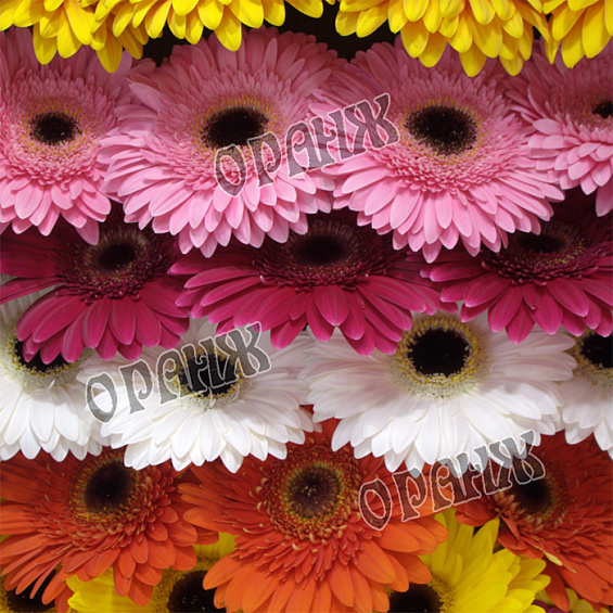 Гербера микс — фото 3