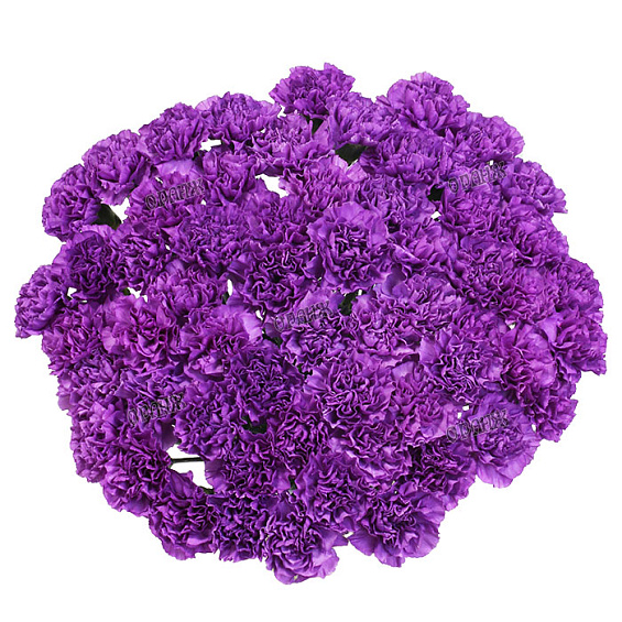 Гвоздика стандарт сиреневая — фото 2