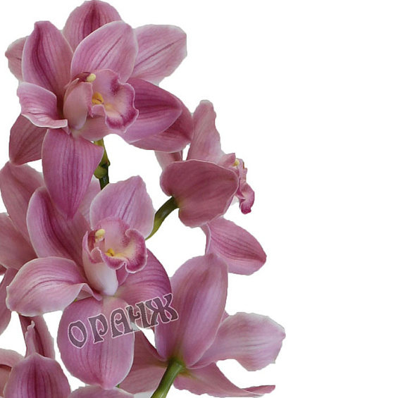 Орхидея розовая ветка — фото 2