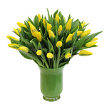 Тюльпан желтый