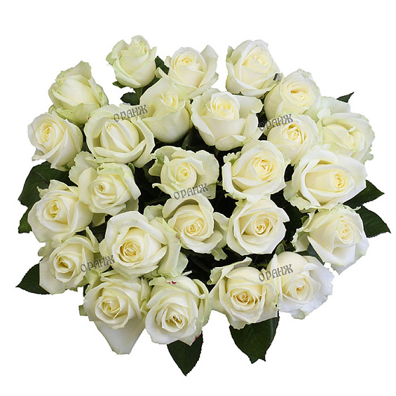 Роза микс белая 60 см — фото 2
