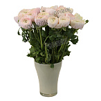 Ранункел Клуни розовый