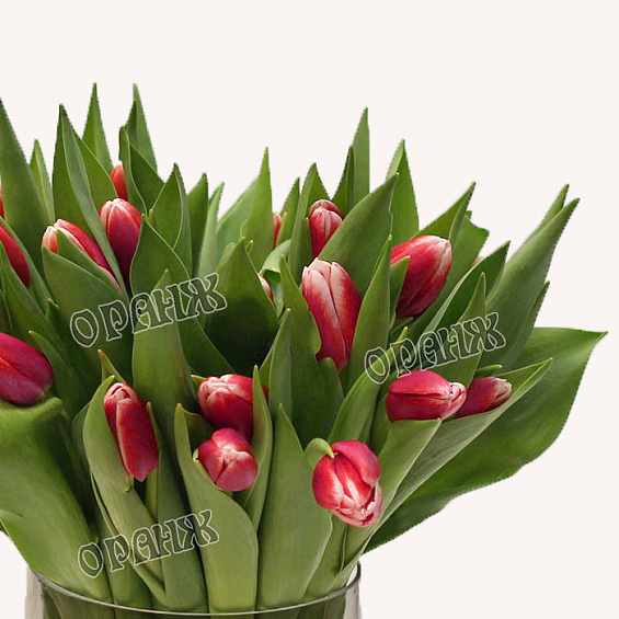 Тюльпан розово-белый — фото 2