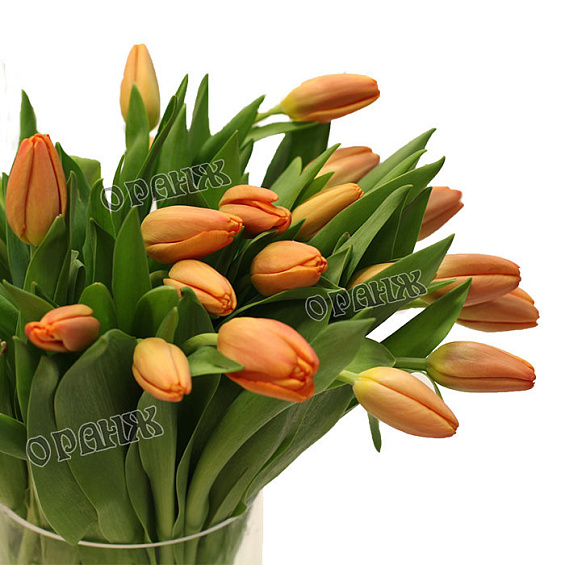 Тюльпан оранжевый — фото 2