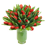 Тюльпан красный