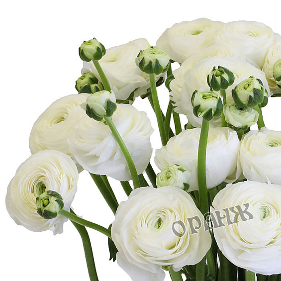 Ранункулус белый — фото 2